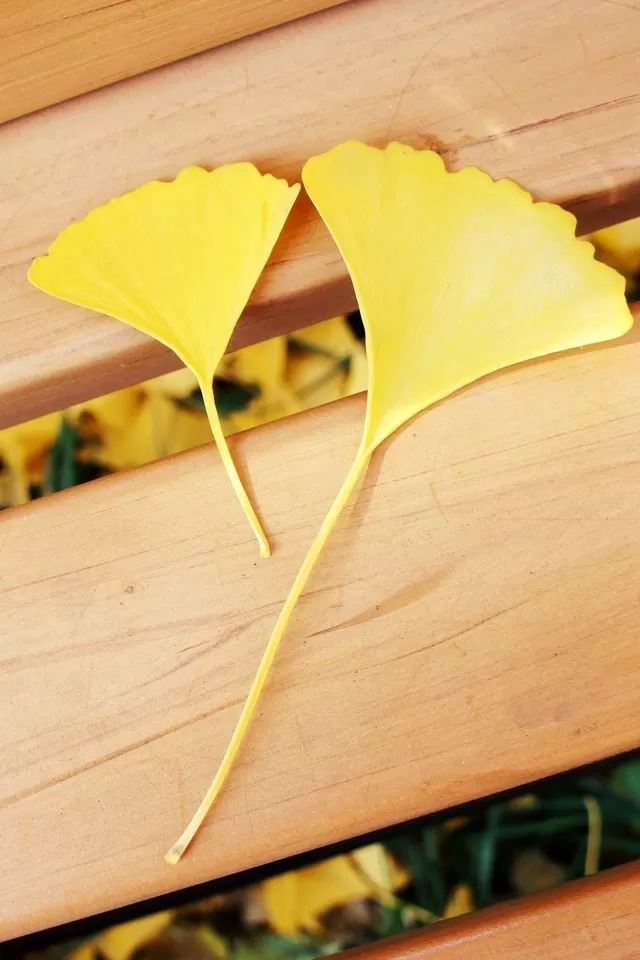 640x960 Ginkgo biloba - defoliation iPhone 4s Wallpaper