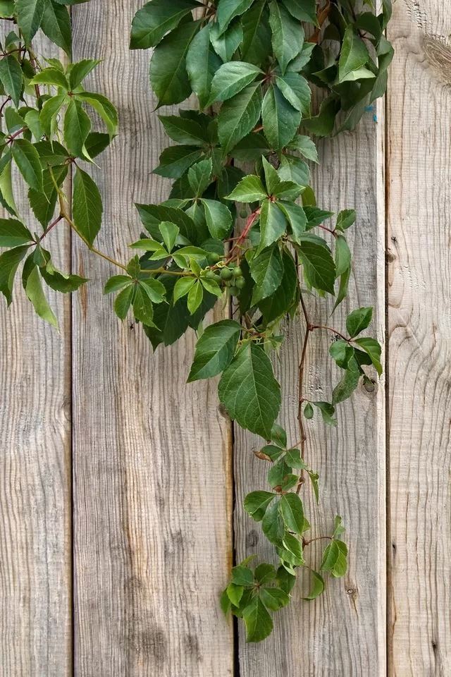 640x960 Lvy - white iPhone 4s Wallpaper