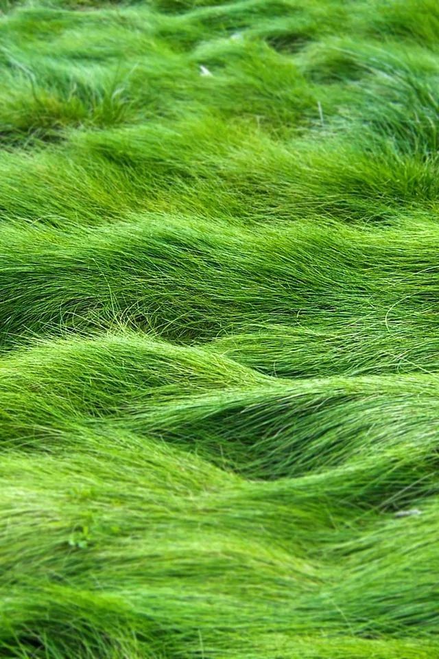 640x960 Grass wave - wave iPhone 4s Wallpaper