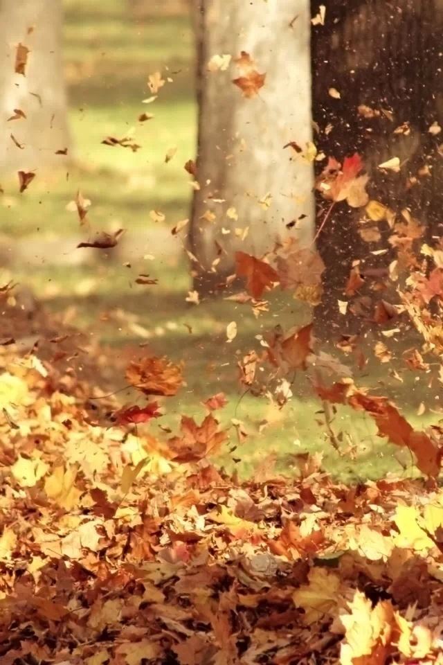640x960 Golden leaves - tree iPhone 4s Wallpaper