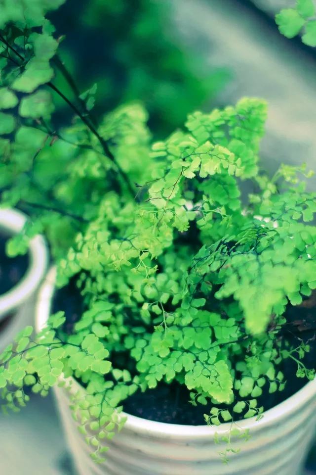 640x960 Miniature Plants - white iPhone 4s Wallpaper