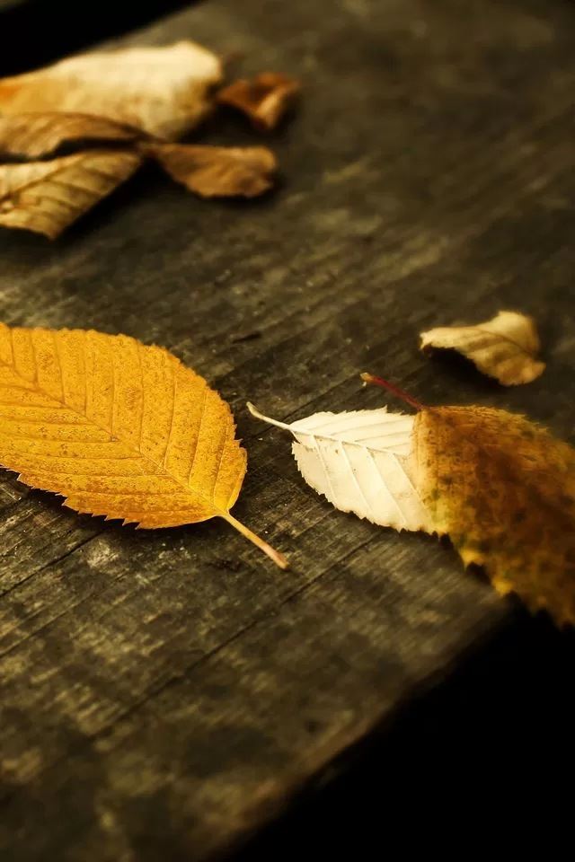 640x960 Golden leaves - golden iPhone 4s Wallpaper
