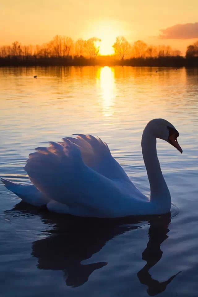 640x960 Swan - sunset iPhone 4s Wallpaper