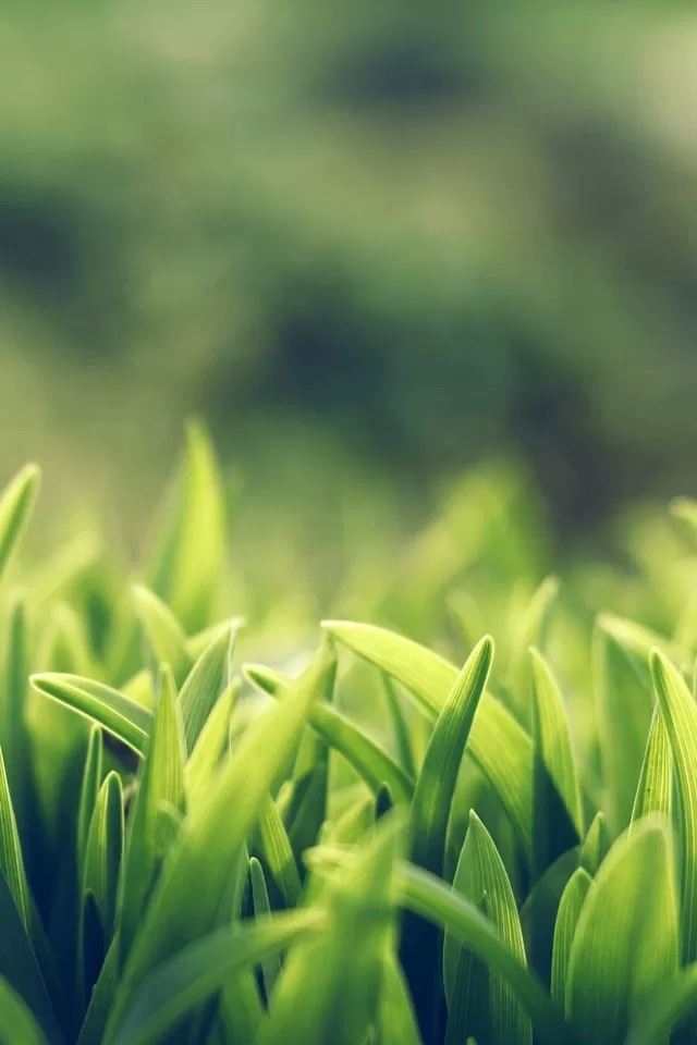 640x960 Leaf bokeh - bokeh iPhone 4s Wallpaper