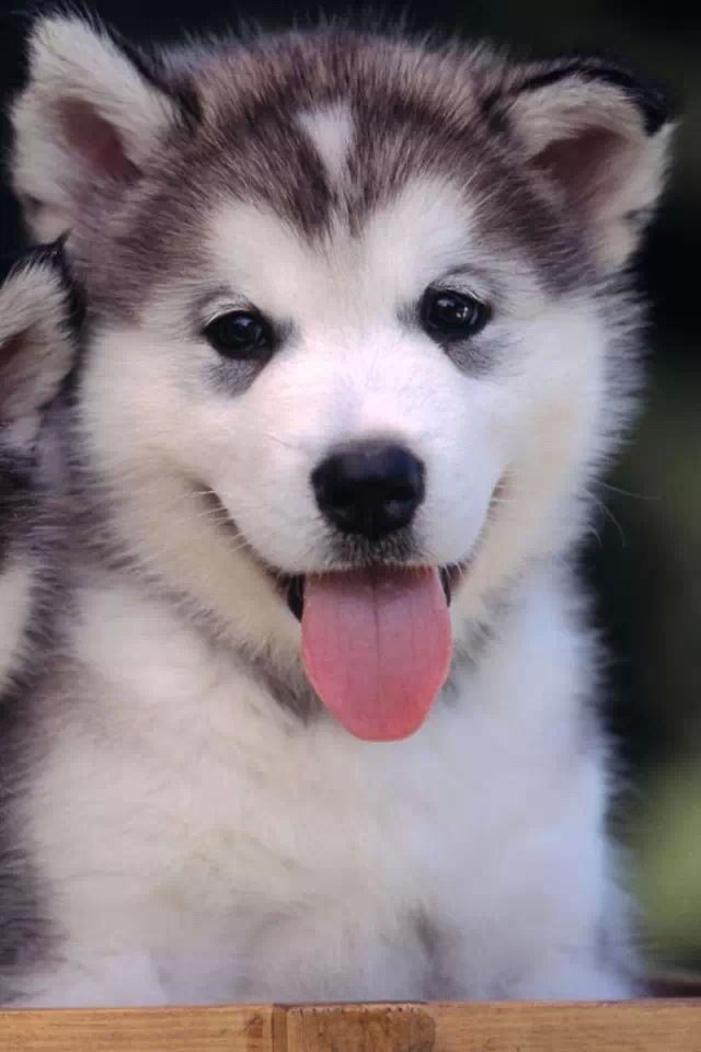 640x960 Siberian Husky - cute iPhone 4s Wallpaper