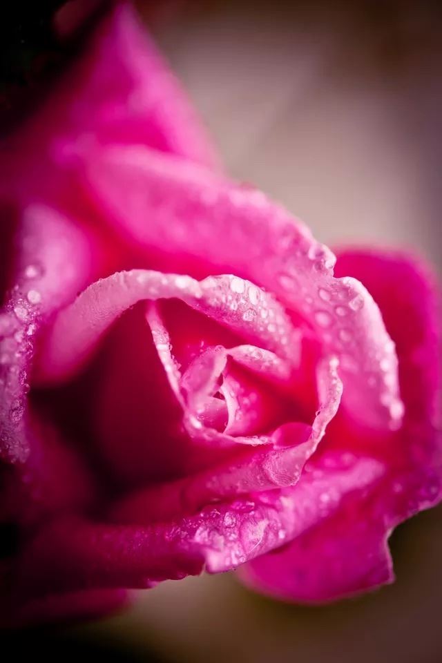 640x960 Rose close up - white iPhone 4s Wallpaper