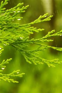 Cypress in the rain wallpaper