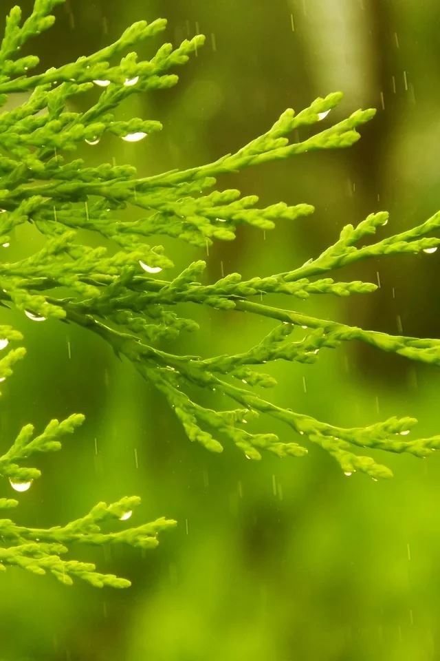 640x960 Cypress in the rain - bokeh iPhone 4s Wallpaper
