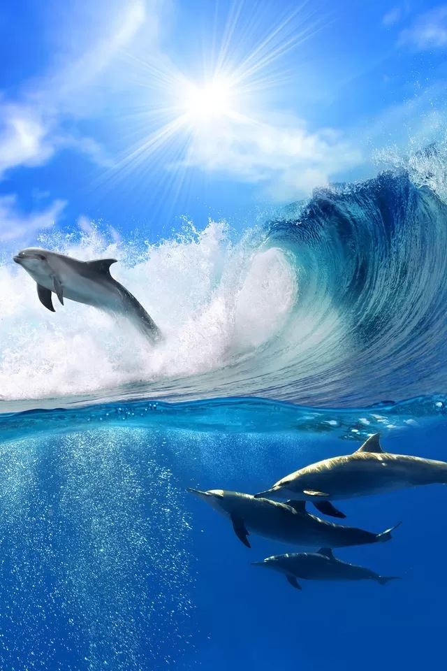640x960 Surfing - dolphin iPhone 4s Wallpaper