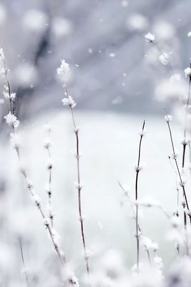 640x960 Snow - branch iPhone 4s Wallpaper