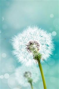 Dandelion wallpaper