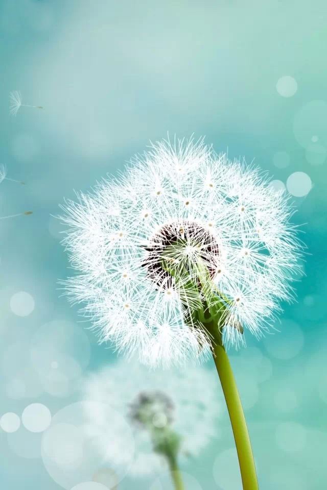 640x960 Dandelion - bokeh iPhone 4s Wallpaper