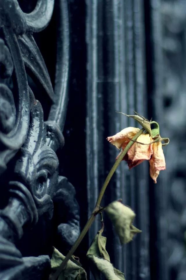 640x960 Wilted flower - love iPhone 4s Wallpaper