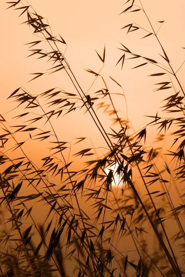 Bamboo sunset iPhone 4s wallpaper 