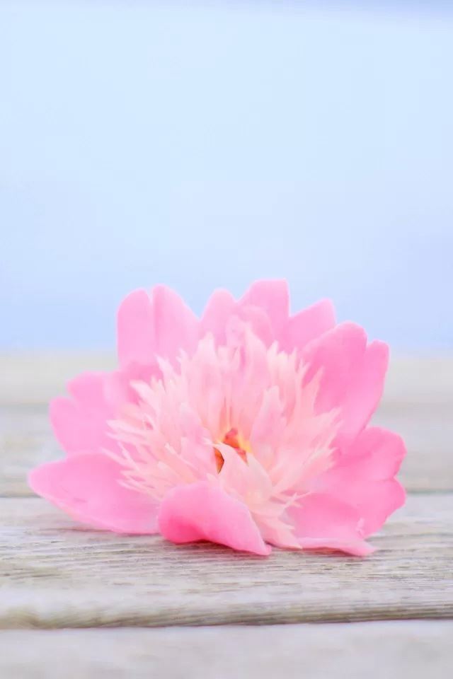 640x960 Pink flower - flower iPhone 4s Wallpaper