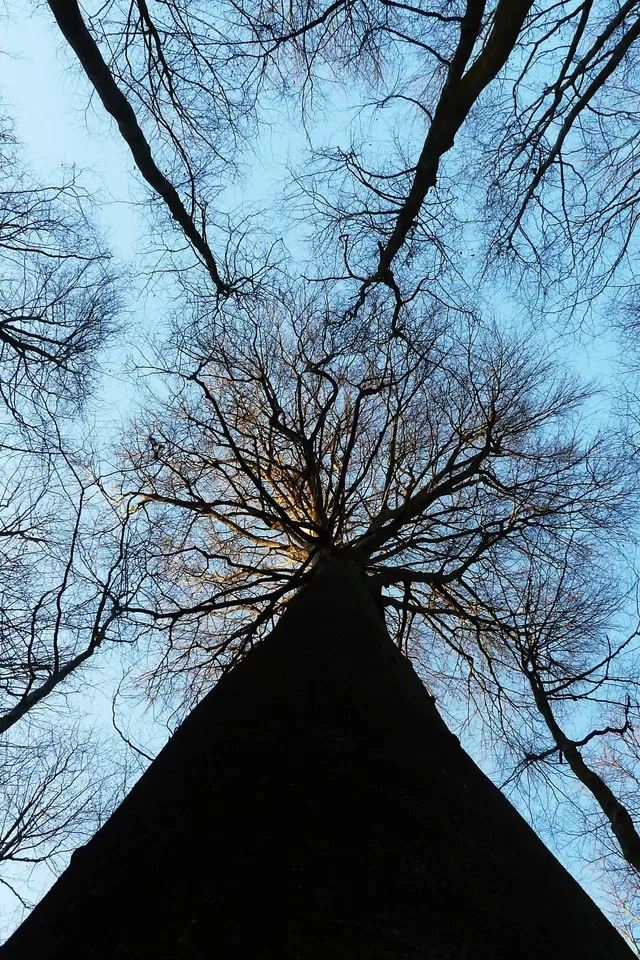 640x960 Withered - tree iPhone 4s Wallpaper