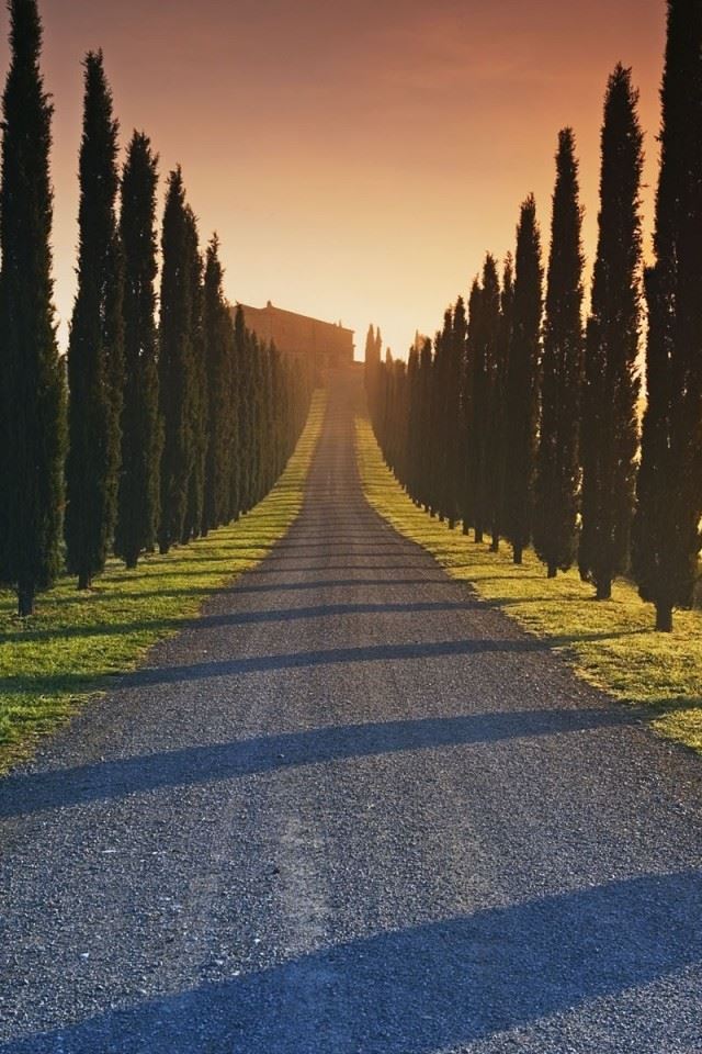 640x960 Trees Italy Roads - gray iPhone 4s Wallpaper