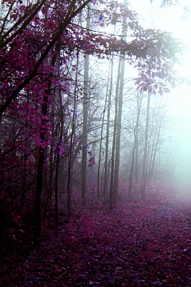 640x960 Mystery Walks - mystery iPhone 4s Wallpaper