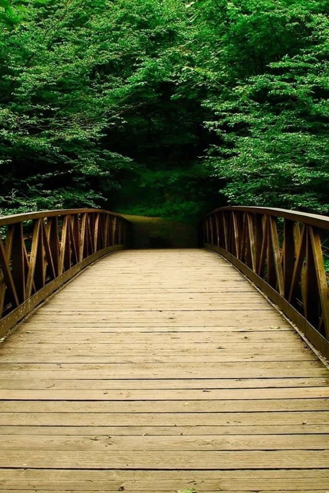 640x960 Nature Forest Bridges - tree iPhone 4s Wallpaper