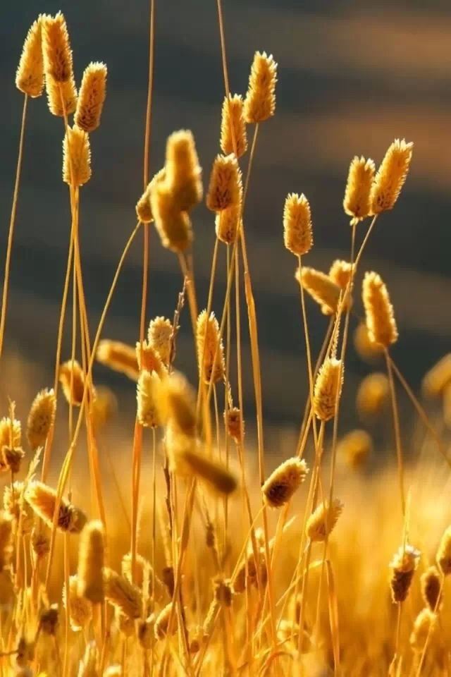 640x960 Dog's tail grass - grass iPhone 4s Wallpaper