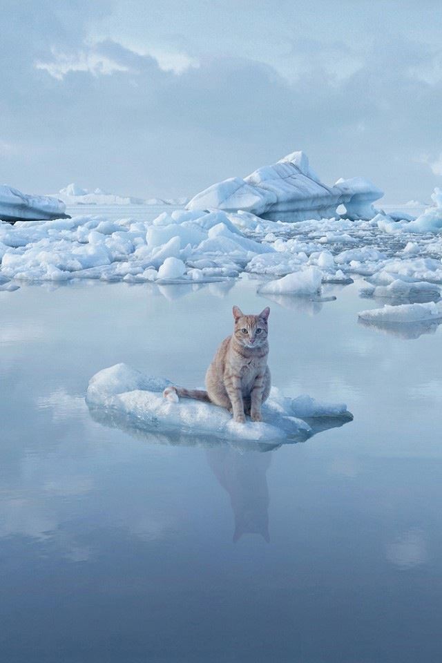 640x960 Cat and ice - cat iPhone 4s Wallpaper