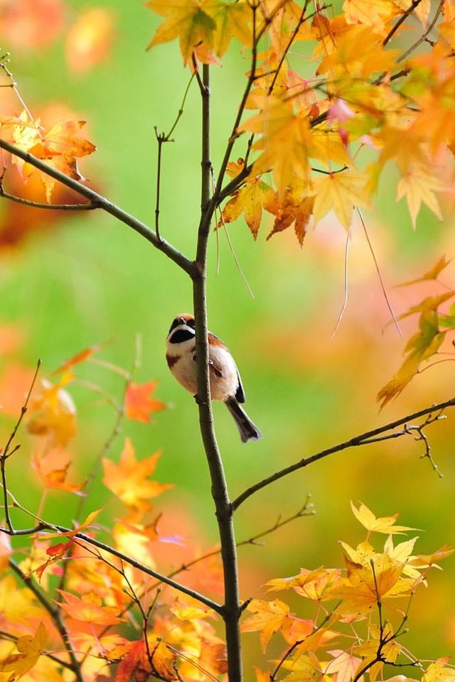 Little Cute Sparrow iPhone 4s wallpaper 
