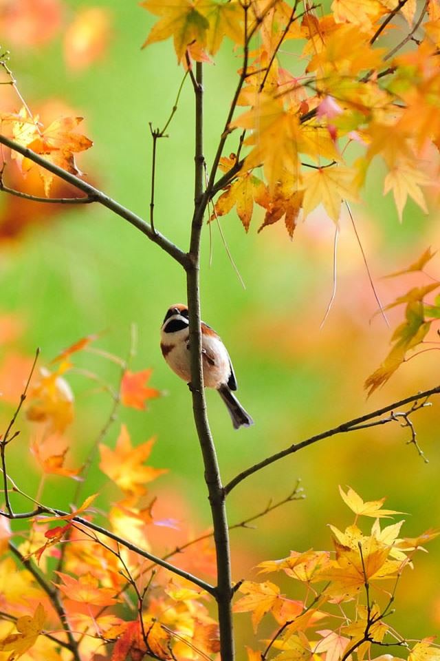 640x960 Little Cute Sparrow - bird iPhone 4s Wallpaper