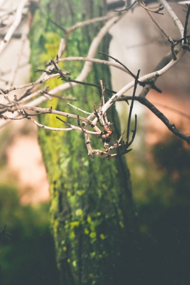 640x960 Fresh Feelings - tree iPhone 4s Wallpaper