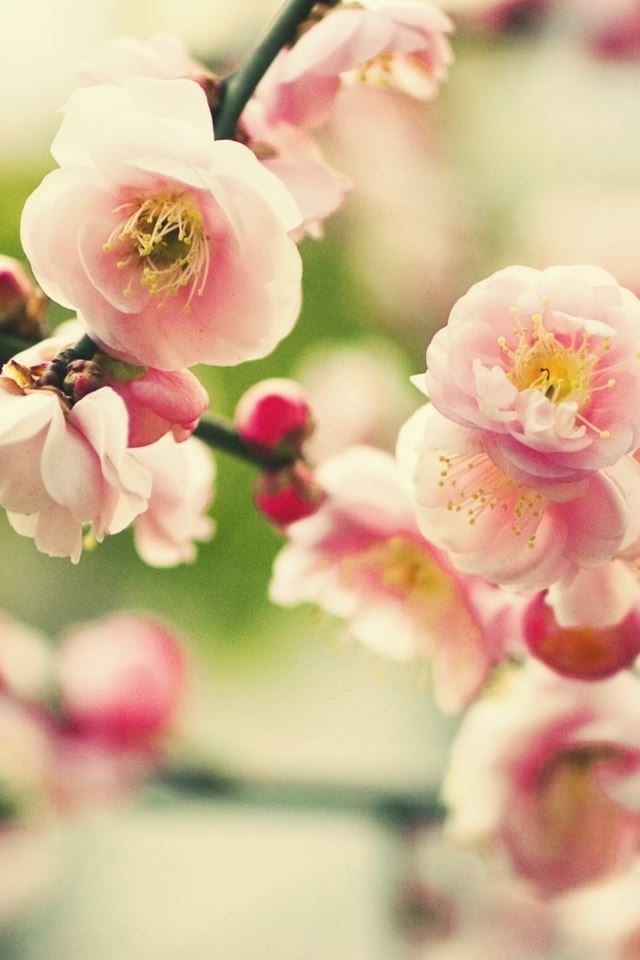 Pink Tree Flower iPhone 4s Wallpapers Free Download