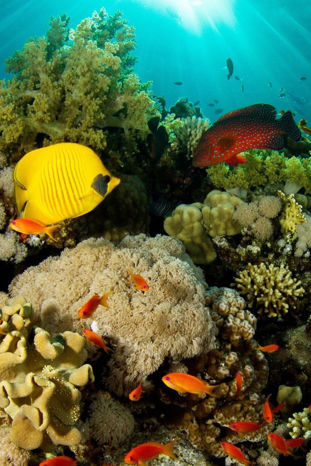 640x960 Coral Reef Fish - white iPhone 4s Wallpaper