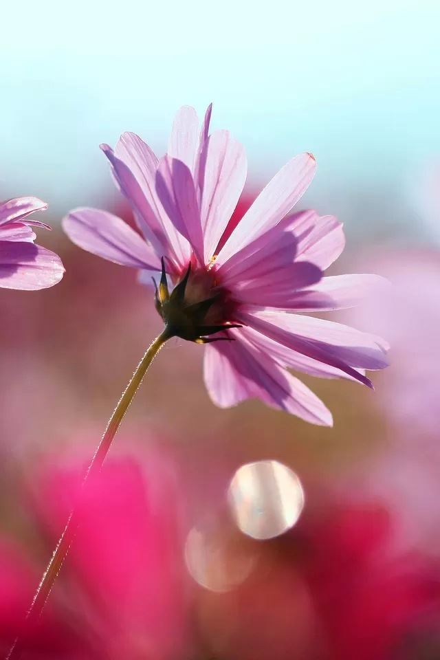 640x960 Cosmos - bokeh iPhone 4s Wallpaper