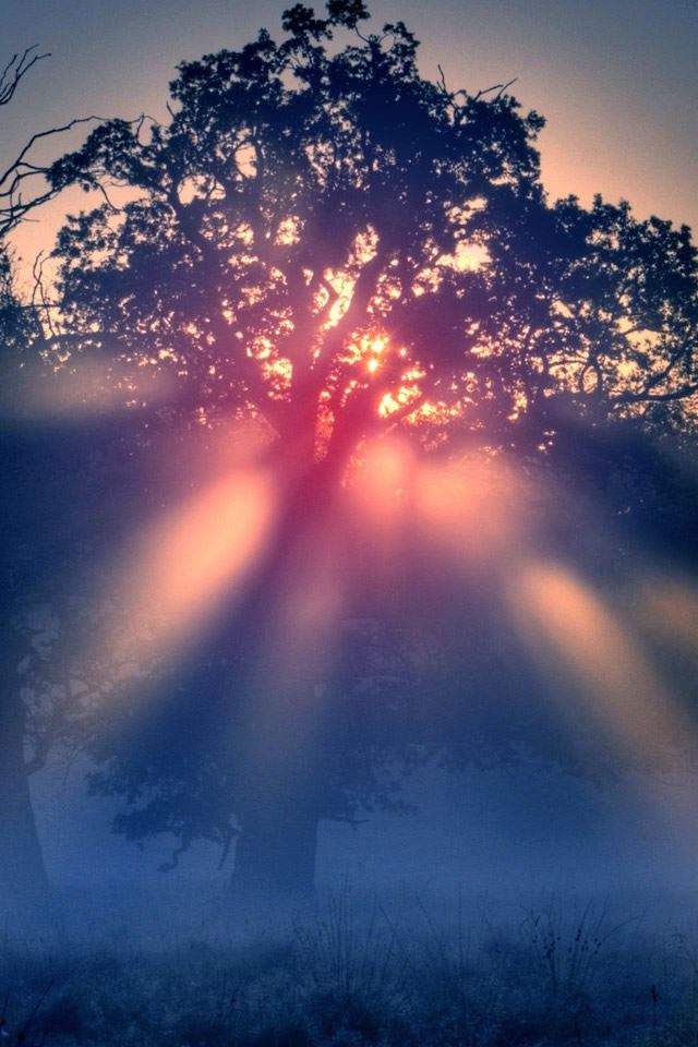 Foggy Sunrise Nature iPhone 4s Wallpapers Free Download