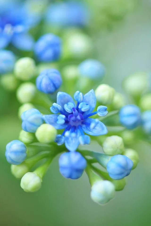 640x960 Blue flower - bokeh iPhone 4s Wallpaper