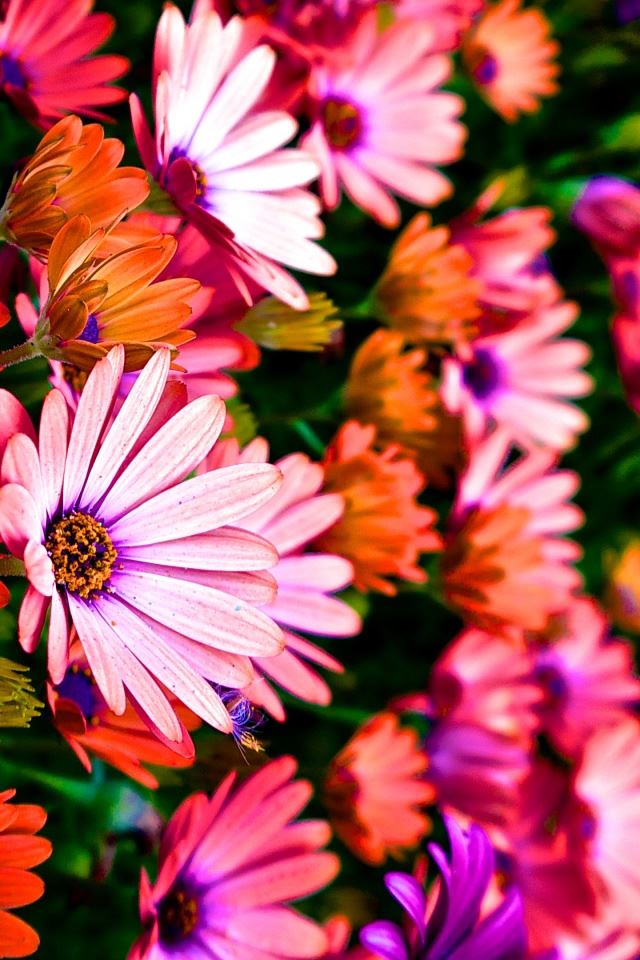 640x960 Vibrance - beauty iPhone 4s Wallpaper