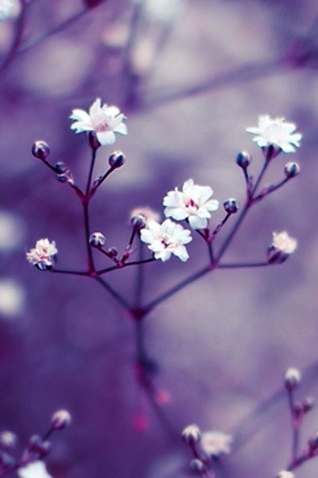 640x960 Nature Flowers Macro -  iPhone 4s Wallpaper