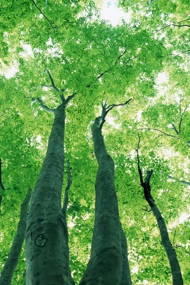 640x960 Spring - spring iPhone 4s Wallpaper