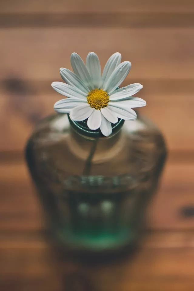 640x960 White flower - flower iPhone 4s Wallpaper