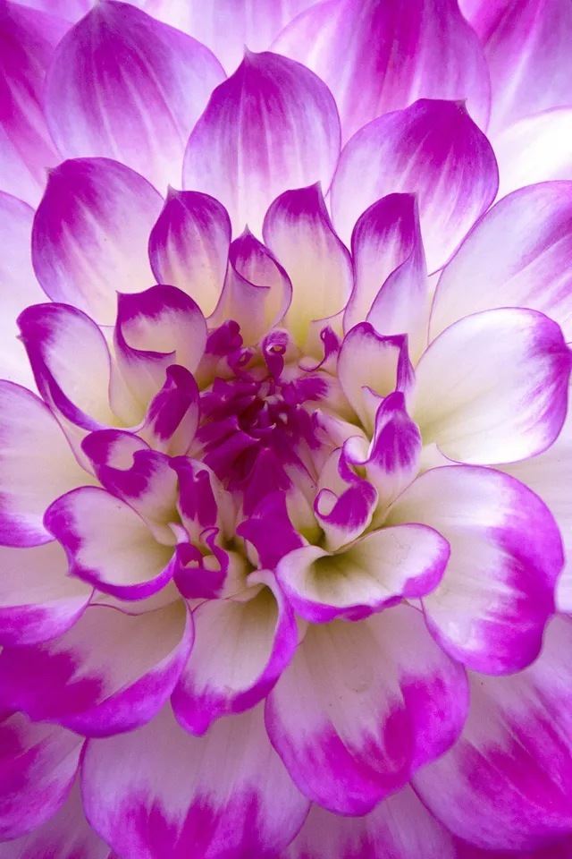 640x960 Flower close up - purple iPhone 4s Wallpaper