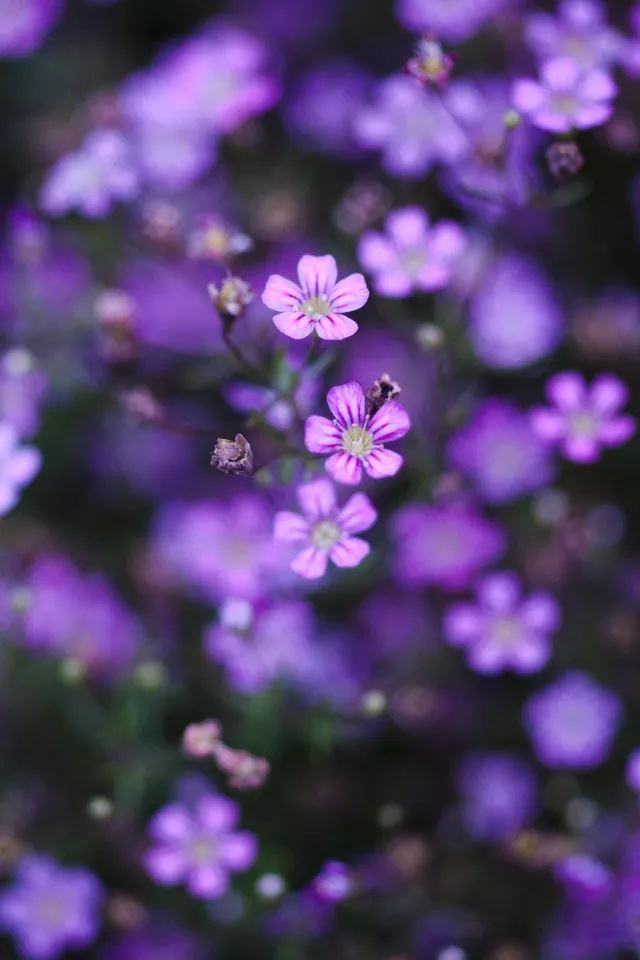 640x960 Purple flower -  iPhone 4s Wallpaper