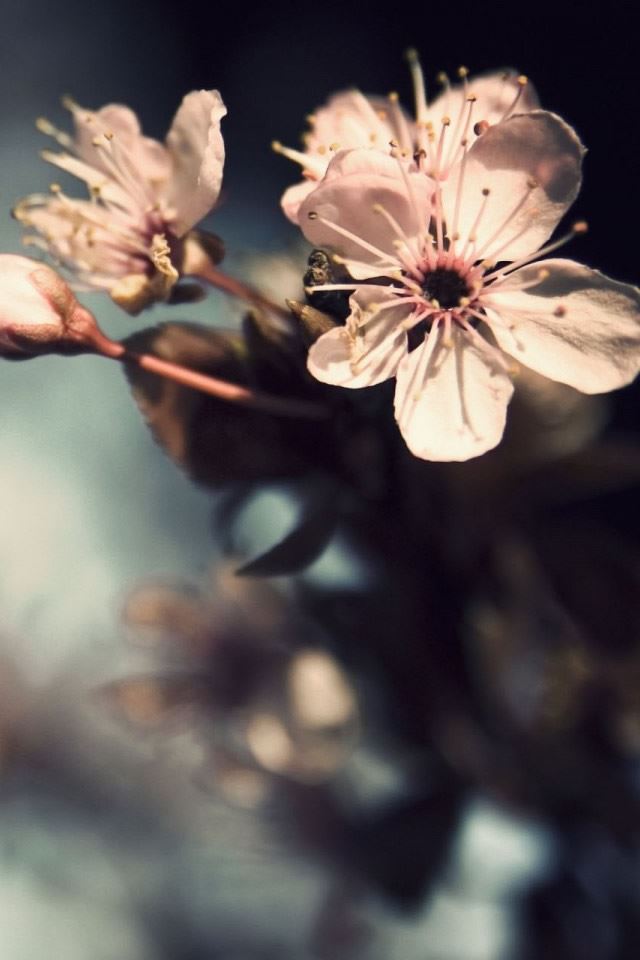 640x960 Nature Flowers Pink Bloom - beauty iPhone 4s Wallpaper