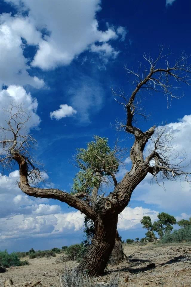 640x960 The unique tree - unique iPhone 4s Wallpaper