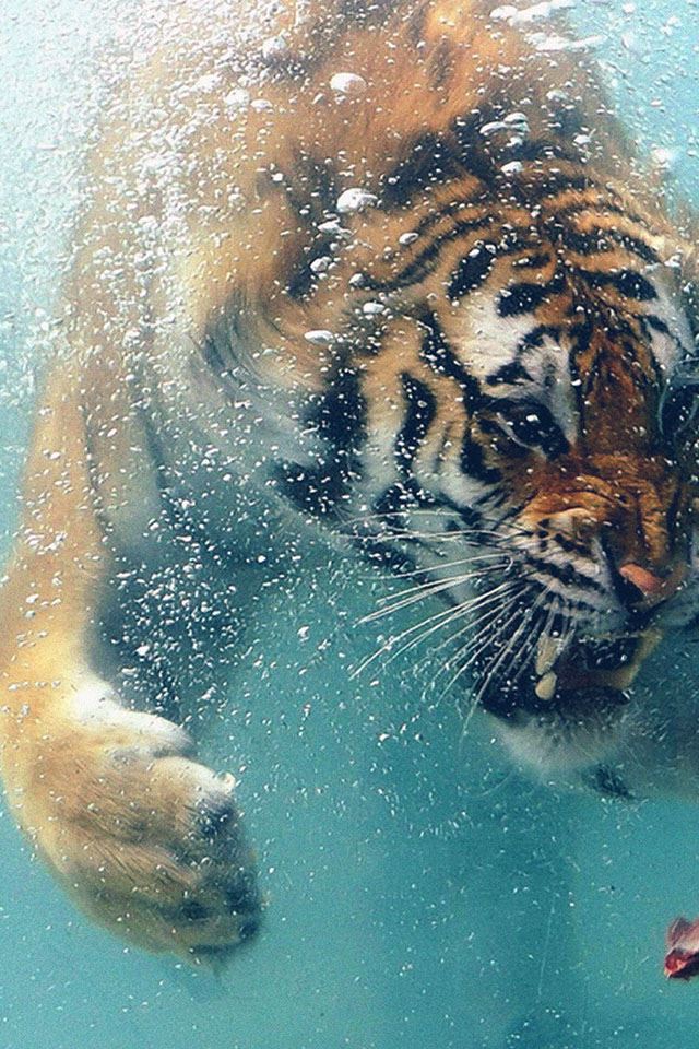 640x960 tiger likes meat - water iPhone 4s Wallpaper