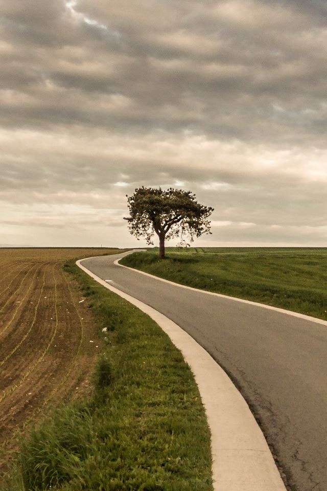 640x960 Roadside Tree Nature - tree iPhone 4s Wallpaper