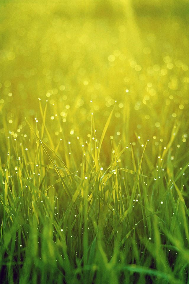 640x960 morning grass  -  iPhone 4s Wallpaper