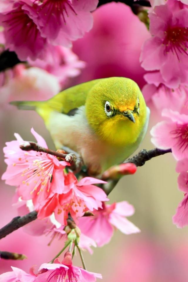 640x960 Lovely Japanese White Eye Bird - bird iPhone 4s Wallpaper