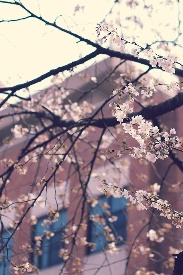 640x960 pink sakura outside the classroom - cherry iPhone 4s Wallpaper