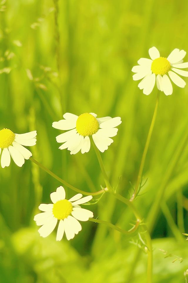 640x960  fresh small chrysanthemum - chrysanthemum iPhone 4s Wallpaper