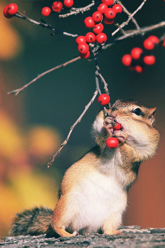 640x960 little mice eats delicious berry - berry iPhone 4s Wallpaper