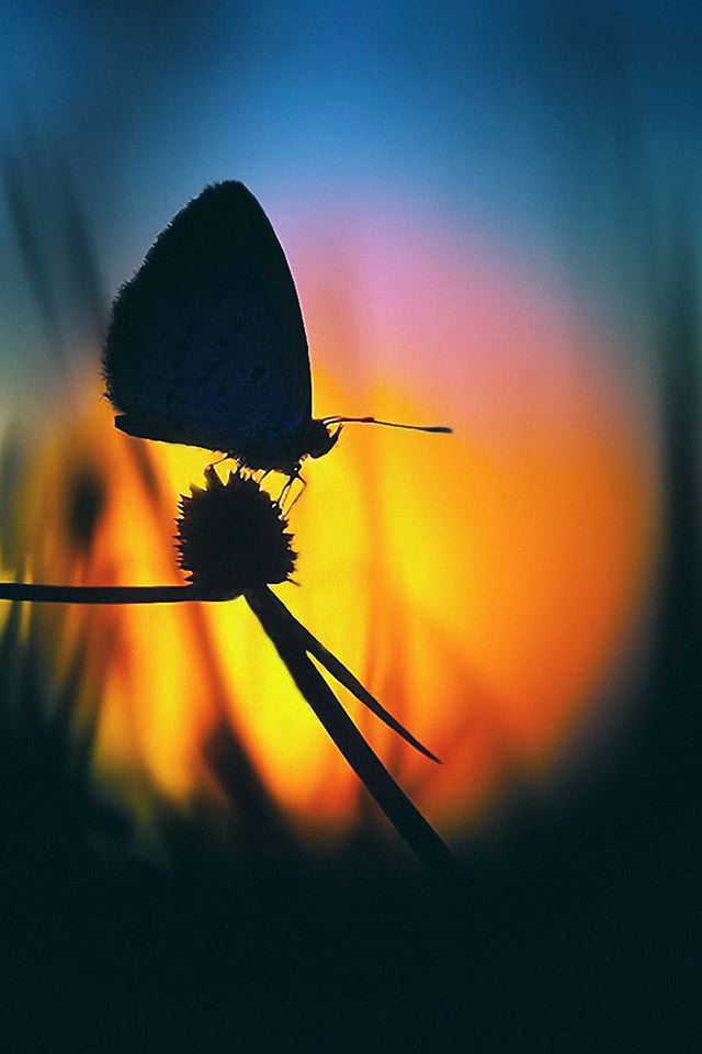 640x960 butterfly at dawn -  iPhone 4s Wallpaper