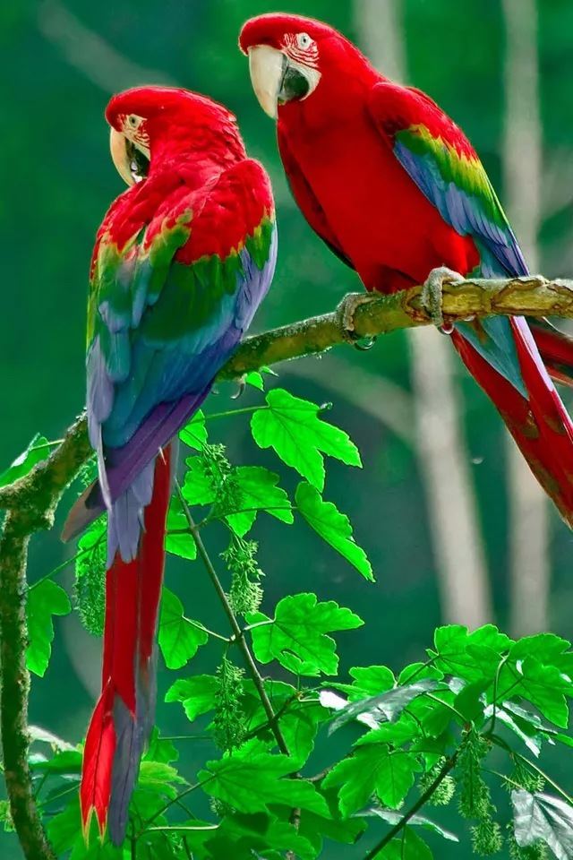 Parrot iPhone 4s wallpaper 